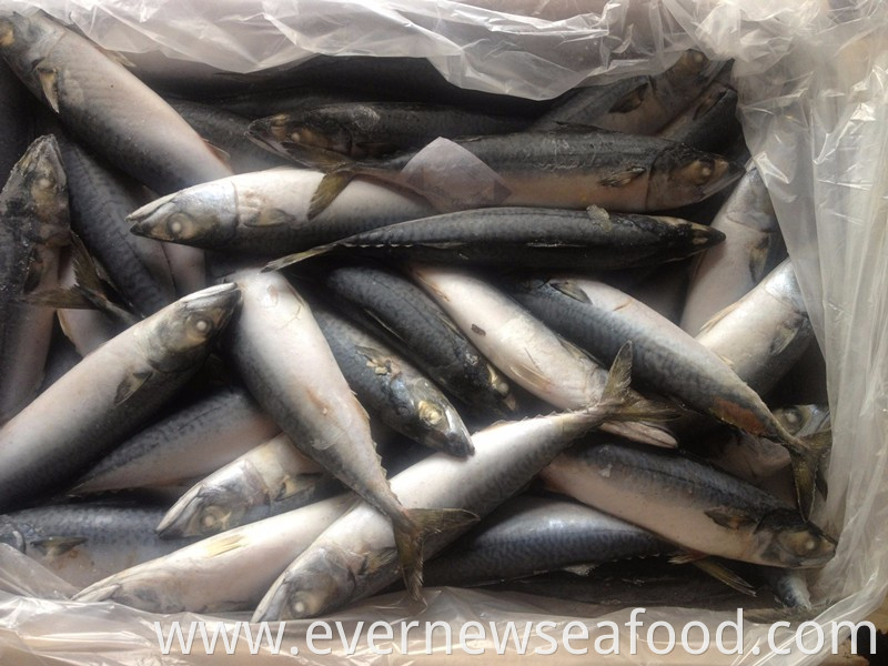 fresh frozen pacific mackerel whole round fish